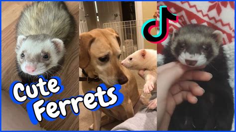 ferret youtube